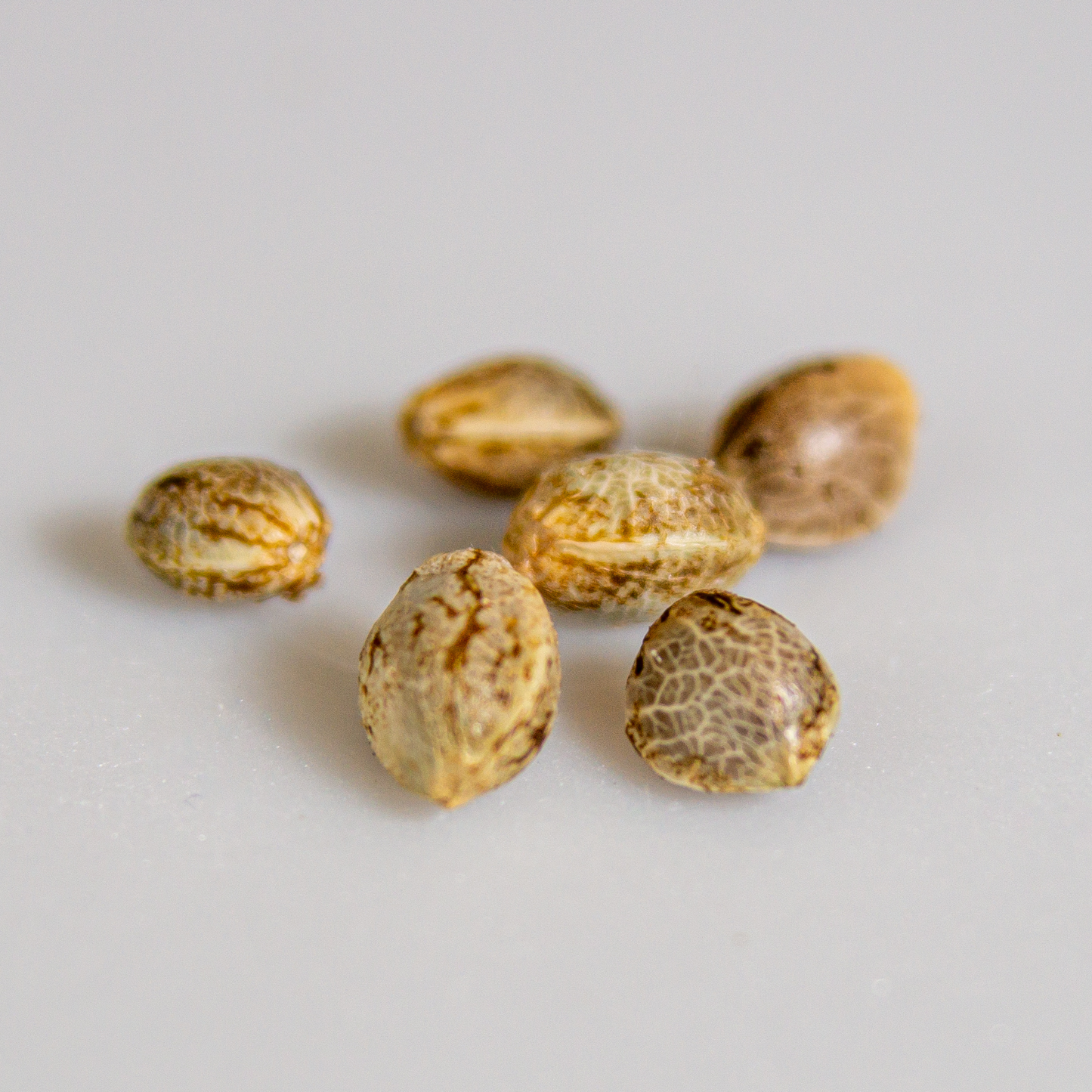 AK-47 Cannabis Samen (feminisiert)