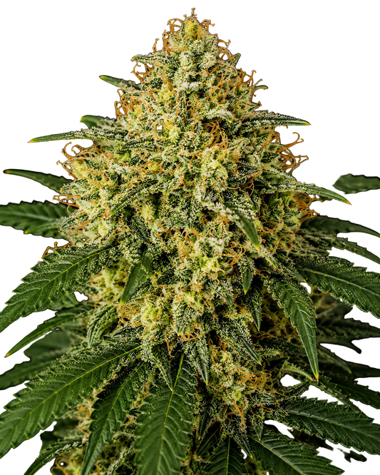 Auto Amnesia Haze CBD Cannabis Samen feminisiert 10% THC 10% CBD - Grinsekatzen, autoflowering 1:1