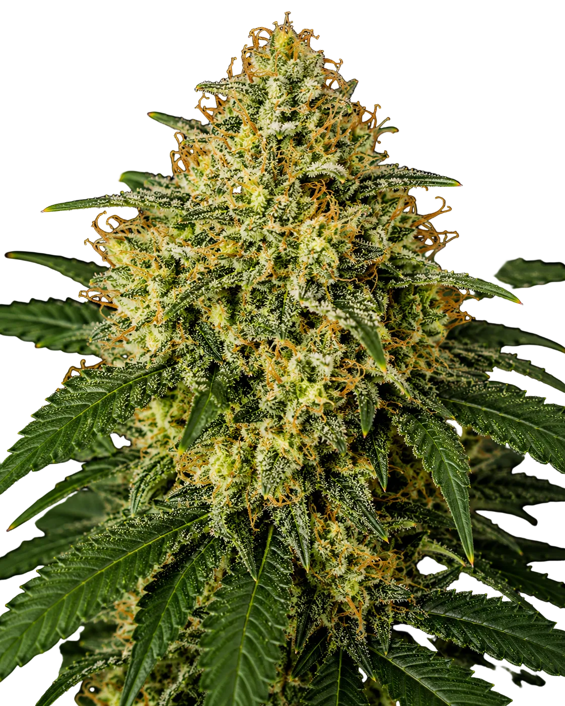Auto Amnesia Haze CBD Cannabis Samen Ansicht 4
