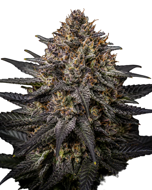 Auto Oreoz Cannabis Samen feminisiert 29% THC - Grinsekatzen, autoflowering schokoladig-süß keksig