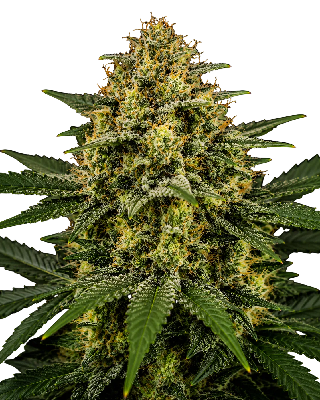 Auto Gorilla Glue#4 Cannabis Samen feminisiert 26% THC - Grinsekatzen, autoflowering harzig-erdig