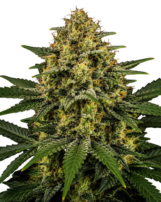 Auto Gorilla Glue#4 Cannabis Samen feminisiert 26% THC - Grinsekatzen, autoflowering harzig-erdig