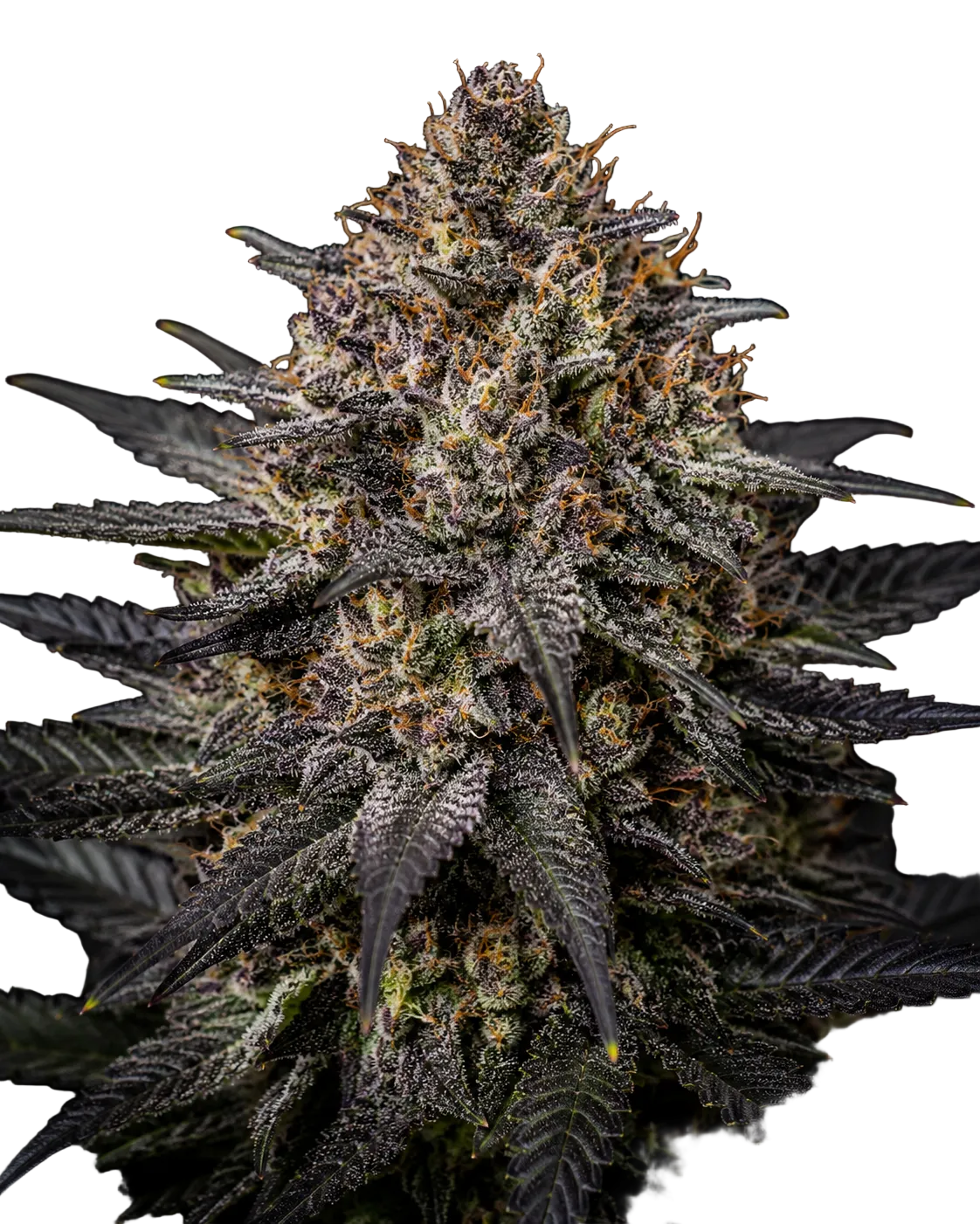 Auto Oreoz Cannabis Samen Ansicht 4