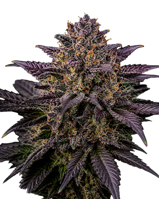 Auto Purple Kush Cannabis Samen feminisiert 20% THC - Grinsekatzen, autoflowering indica-süß traubig