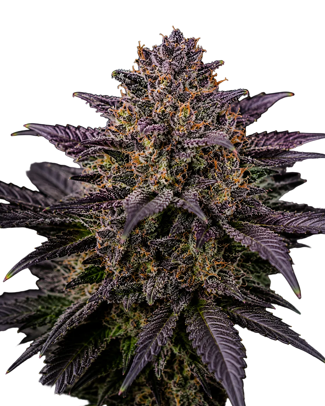 Auto Purple Kush Cannabis Samen Ansicht 2