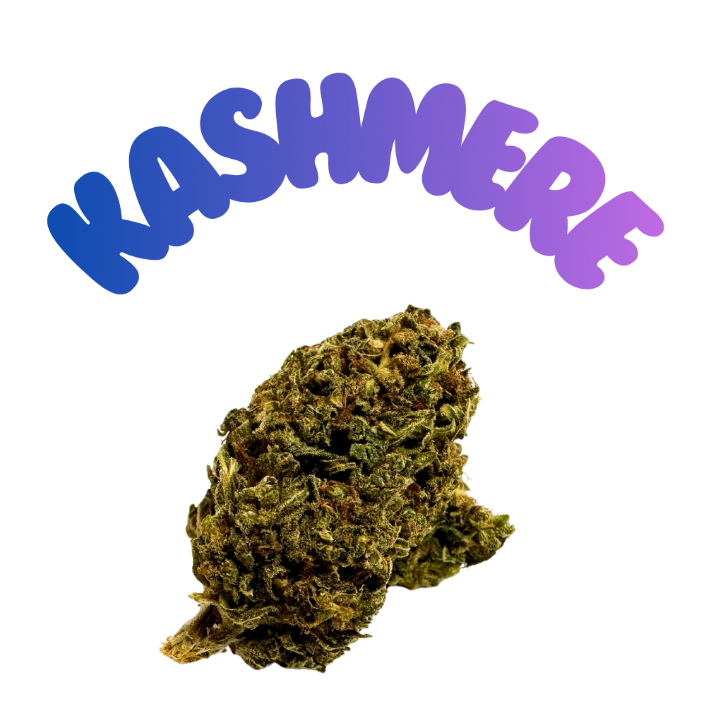 Kaschmere Black HHC Blüten Premium 30% H2 - Grinsekatzen Indoor, orientalisch-würzig dunkel