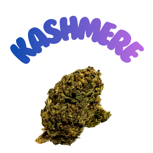 Kaschmere Black HHC Blüten Premium 30% H2 - Grinsekatzen Indoor, orientalisch-würzig dunkel