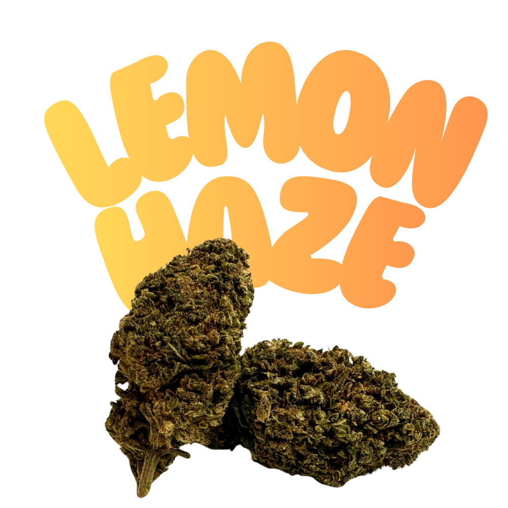 Super Lemon Haze HHC Blüten 20% H2 - Grinsekatzen, Zitrone hell und leicht süßlich