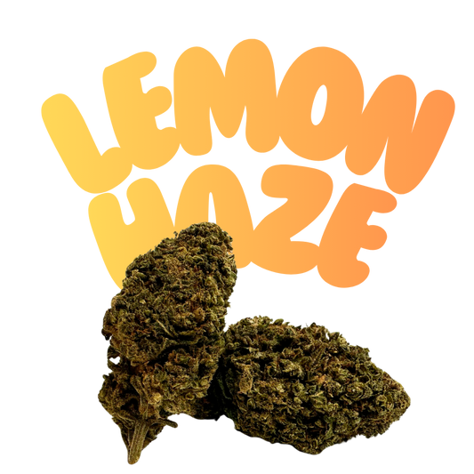 Super Lemon Haze 4er Pre Roll H2 20% - Grinsekatzen, Zitrone hell und leicht süßlich