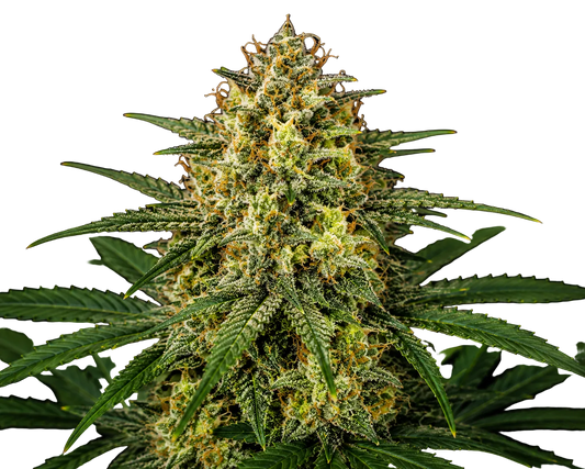 Auto Amnesia Haze Cannabis Samen feminisiert 23% THC - Grinsekatzen, autoflowering zitrusartig würzig