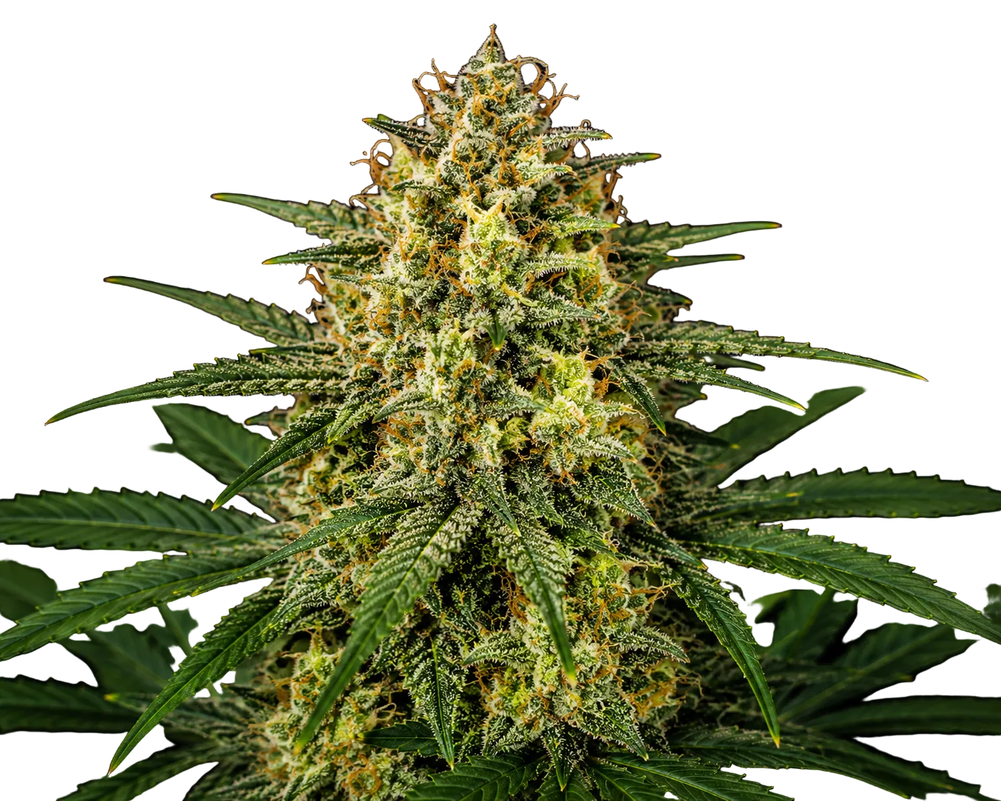 Auto Amnesia Haze Cannabis Samen Ansicht 2
